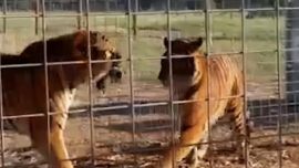 Los felinos argentinos ya están en sus nuevos hogares.