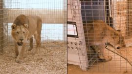 Leones y tigres del Zoológico de Luján: cómo es su nueva vida en santuarios de Sudáfrica y Estados Unidos