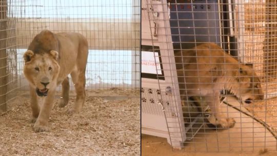 Leones y tigres del Zoológico de Luján: cómo es su nueva vida en santuarios de Sudáfrica y Estados Unidos