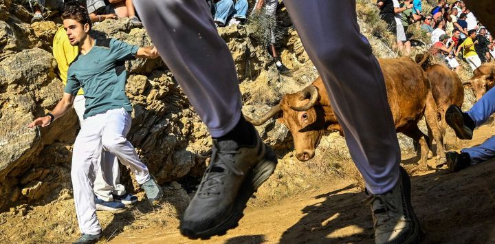 Los participantes corren delante de novillas, o vacas jóvenes, durante el Encierro del Pilón en la localidad navarra de Falces, noreste de España. Los participantes del Encierro del Pilón deben correr delante de las novillas para guiarlas por un sendero estrecho y cuesta abajo, con la pared de la montaña a un lado y el acantilado al otro.