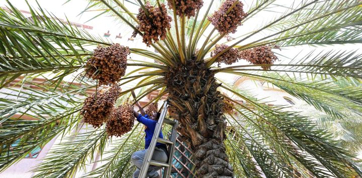 Un trabajador recolecta dátiles de una palmera en una residencia privada en la ciudad de Kuwait.