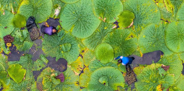 Vista aérea de agricultores cosechando fruta de gorgona en la aldea de Shenyu, en Taizhou, provincia de Jiangsu, al este de China.