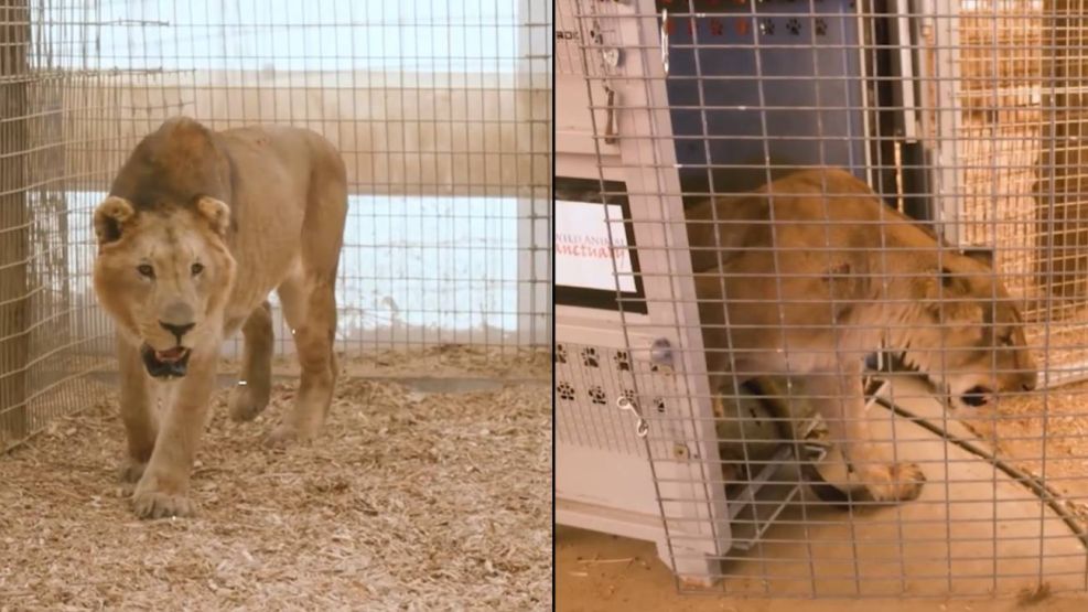 Tigres y leones trasladados del Zoológico de Luján a  Sudáfrica