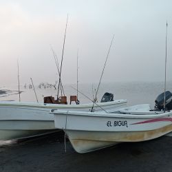 La normativa vigente contempla las disposiciones 483/2019 y 116/2021, que establecen las condiciones que deben respetar los pescadores durante este período.
