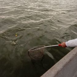 La normativa vigente contempla las disposiciones 483/2019 y 116/2021, que establecen las condiciones que deben respetar los pescadores durante este período.