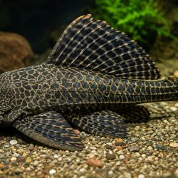 El término sapu-sapu puede traducirse como “pez escoba” o “barrendero”, una denominación relacionada con la forma en que estos animales utilizan su particular boca en forma de ventosa para raspar diferentes superficies en busca de alimento.