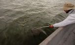 Veda del pejerrey 2026: días habilitados, lagunas, cupos y todo lo que debe saber el pescador