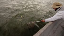 La normativa vigente contempla las disposiciones 483/2019 y 116/2021, que establecen las condiciones que deben respetar los pescadores durante este período.