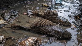 El término sapu-sapu puede traducirse como “pez escoba” o “barrendero”, una denominación relacionada con la forma en que estos animales utilizan su particular boca en forma de ventosa para raspar diferentes superficies en busca de alimento.