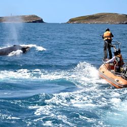 Un investigador dispara un dardo a una ballena jorobada para recolectar material genético frente a la isla Santa Bárbara, en el archipiélago de Abrolhos, en Caravelas, en el estado de Bahía, Brasil. Situado a unos 70 kilómetros de la costa, en el litoral sur del estado de Bahía, el archipiélago de Abrolhos alberga una extraordinaria biodiversidad marina, con formaciones coralinas únicas, conocidas como "chapeirões", exclusivas de esta región, y es además uno de los principales santuarios de reproducción de las ballenas jorobadas en el Atlántico Sur. | Foto:Xinhua/Lucio Tavora