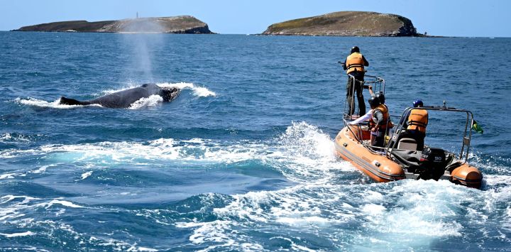 Un investigador dispara un dardo a una ballena jorobada para recolectar material genético frente a la isla Santa Bárbara, en el archipiélago de Abrolhos, en Caravelas, en el estado de Bahía, Brasil. Situado a unos 70 kilómetros de la costa, en el litoral sur del estado de Bahía, el archipiélago de Abrolhos alberga una extraordinaria biodiversidad marina, con formaciones coralinas únicas, conocidas como "chapeirões", exclusivas de esta región, y es además uno de los principales santuarios de reproducción de las ballenas jorobadas en el Atlántico Sur.