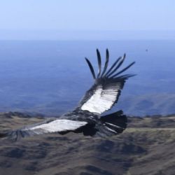 Cuyum ya está volando nuevamente en el cielo puntano.