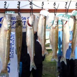 La propuesta piscatoria concretada el domingo 23 apuntaba a la búsqueda del pejerrey de mayor peso, en un torneo que repartía generosos premios en efectivo. 