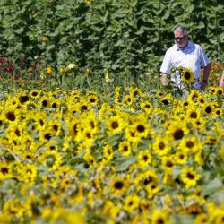 Imagen de visitantes observando girasoles en flor durante el Festival del Girasol de Richmond, en Richmond, Columbia Británica, Canadá. Con sus girasoles en flor, el vibrante paisaje del Festival del Girasol de Richmond ha atraído a residentes locales y turistas. La temporada de floración de girasoles en la provincia canadiense de Columbia Británica suele extenderse desde principios de agosto hasta mediados o finales de septiembre. | Foto:Xinhua/Liang Sen