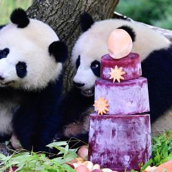 Las gemelas panda Lotti (izquierda) y Leni descubren su pastel de cumpleaños hecho de verduras, en el Jardín Zoológico de Berlín, mientras celebran su segundo cumpleaños. | Foto:JOHN MACDOUGALL / AFP
