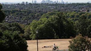 Más del 70% de los árboles de Londres están en riesgo