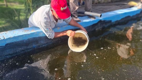Crían peces donde no hay ríos: la sorprendente experiencia que crece en el interior del Chaco