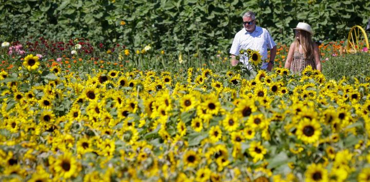 Imagen de visitantes observando girasoles en flor durante el Festival del Girasol de Richmond, en Richmond, Columbia Británica, Canadá. Con sus girasoles en flor, el vibrante paisaje del Festival del Girasol de Richmond ha atraído a residentes locales y turistas. La temporada de floración de girasoles en la provincia canadiense de Columbia Británica suele extenderse desde principios de agosto hasta mediados o finales de septiembre.