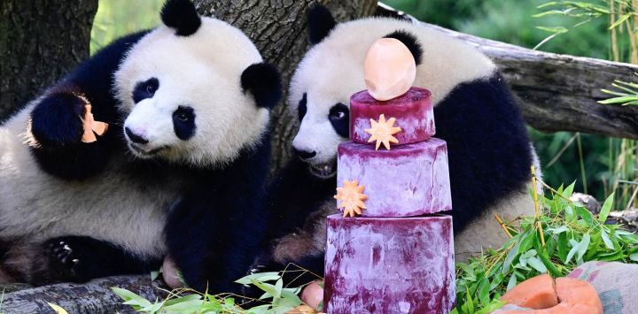 Las gemelas panda Lotti (izquierda) y Leni descubren su pastel de cumpleaños hecho de verduras, en el Jardín Zoológico de Berlín, mientras celebran su segundo cumpleaños.