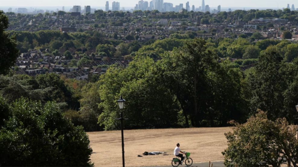 Más del 70% de los árboles de Londres están en riesgo