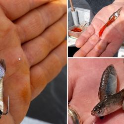 La mojarra continúa siendo una de las carnadas más versátiles y efectivas para esta especie. Elegir correctamente su tamaño, transportarla sin deteriorarla, mantenerla viva y realizar un encarne prolijo son detalles que terminan influyendo directamente en el resultado. 