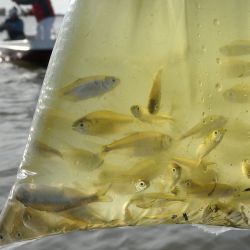 La mojarra continúa siendo una de las carnadas más versátiles y efectivas para esta especie. Elegir correctamente su tamaño, transportarla sin deteriorarla, mantenerla viva y realizar un encarne prolijo son detalles que terminan influyendo directamente en el resultado. 