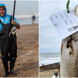 En la Fiesta de la Pescadilla, sino sale la especie, el premio suele ir a las rayas, otro pez que abunda en septiembre. 