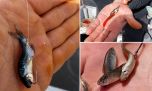 Mojarrita, la súper carnada: 10 secretos para pescar mejor el pejerrey