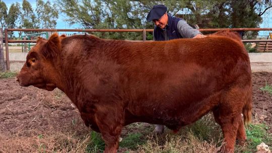 Medio toro Angus por $300 millones: qué hay detrás del precio y por qué hoy la genética paga