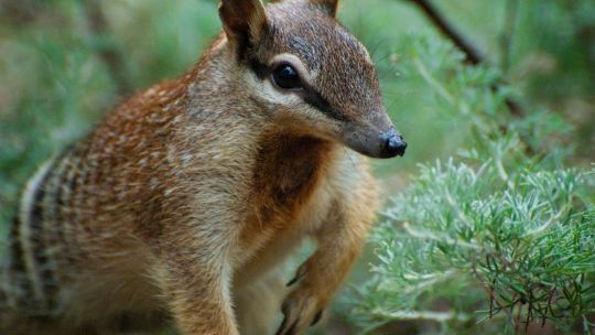 Qué son los numbats, los pequeños marsupiales que renuevan la esperanza en Australia