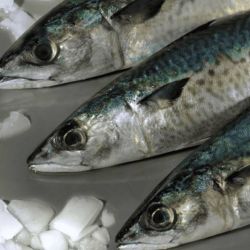 El informe destaca a peces de la familia Sciaenidae, entre ellos la corvina rubia y la pescadilla de red, cuya plasticidad podría explicar, al menos parcialmente, que continúen siendo algunas de las especies más abundantes de la región después de varias décadas. 