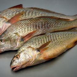 El informe destaca a peces de la familia Sciaenidae, entre ellos la corvina rubia y la pescadilla de red, cuya plasticidad podría explicar, al menos parcialmente, que continúen siendo algunas de las especies más abundantes de la región después de varias décadas. 
