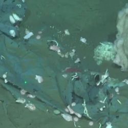 Los plásticos dañan severamente a la biodiversidad marina