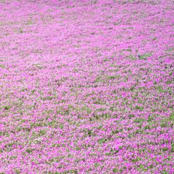 Una mujer visita un campo de petunias en plena floración en el parque temático Mother Farm, en la ciudad de Futtsu, Japón. | Foto:Philip Fong / AFP