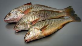 El informe destaca a peces de la familia Sciaenidae, entre ellos la corvina rubia y la pescadilla de red, cuya plasticidad podría explicar, al menos parcialmente, que continúen siendo algunas de las especies más abundantes de la región después de varias décadas.