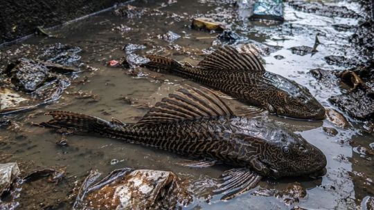 El sorprendente pez sudamericano que invadió Asia y puede sobrevivir en aguas casi sin oxígeno