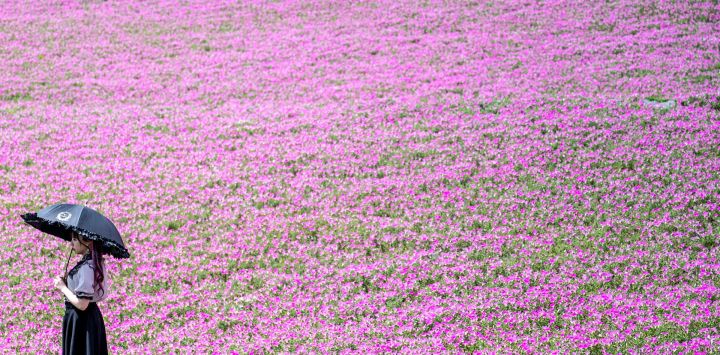 Una mujer visita un campo de petunias en plena floración en el parque temático Mother Farm, en la ciudad de Futtsu, Japón.
