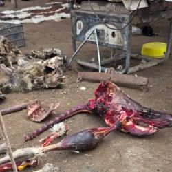 Parte de los restos de animales faenados encontrados.