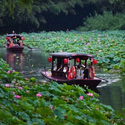 Turistas toman un bote para disfrutar de las flores de loto en el parque Zizhuyuan, en Beijing, capital de China. | Foto:Xinhua/Xin Yuewei