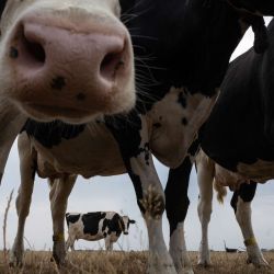 Vacas pastan en un campo donde la hierba se secó debido a varios días de ola de calor en Saint-Georges-du-Vievre, norte de Francia. | Foto:JOEL SAGET / AFP