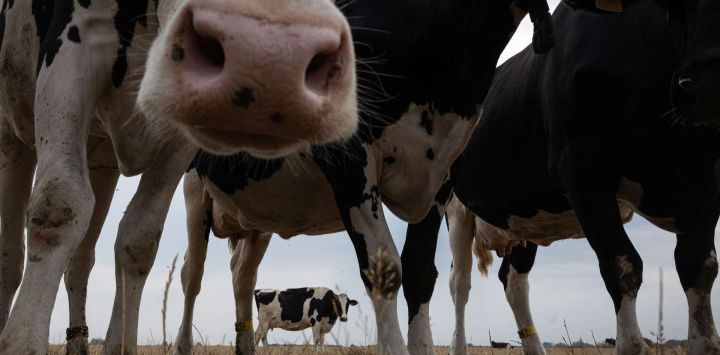 Vacas pastan en un campo donde la hierba se secó debido a varios días de ola de calor en Saint-Georges-du-Vievre, norte de Francia.