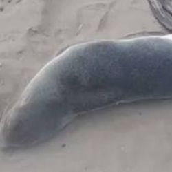 El lobito marino subantártico sorprendió a los marplatenses.