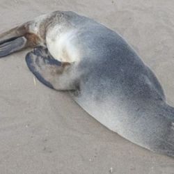 Apareció en la costa de la céntrica Playa Bristol.