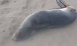 Mirá el lobito marino subantártico que apareció en una playa céntrica de Mar del Plata 