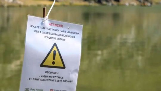 Un pez invasor alteraba dos lagos del Pirineo: usaron un ictiocida y lograron erradicarlo por completo