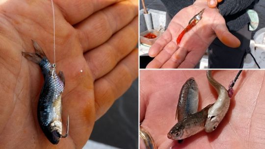Mojarrita, la súper carnada: 10 secretos para pescar mejor el pejerrey