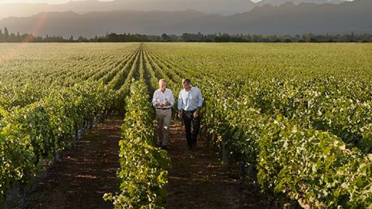 Día Internacional del Cabernet Sauvignon: el negocio de la paciencia