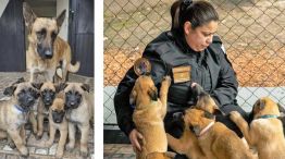 30_08_2026_malinois_policia_perro_gzamjysgcba_g