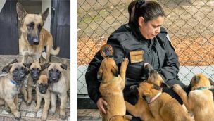 30_08_2026_malinois_policia_perro_gzamjysgcba_g