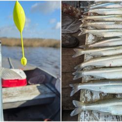 La presencia de numerosos ejemplares y peces que ya alcanzan tallas interesantes constituye una señal alentadora pensando en los próximos meses.